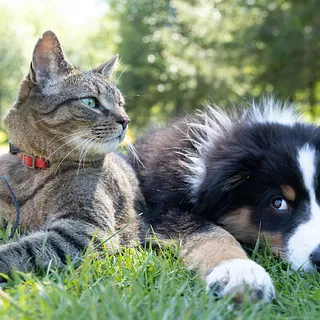 Pets & Accessories