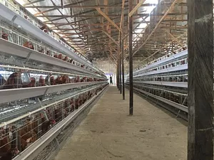 A type layer chicken cages. 4 tiers for 160 birds capacity.